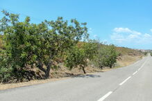 Homem morre em despiste em Castro Marim