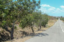 Homem morre em despiste em Castro Marim