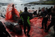 O ritual sangrento que mata centenas de baleias nas Ilhas Faroe