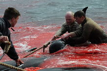 O ritual sangrento que mata centenas de baleias nas Ilhas Faroe