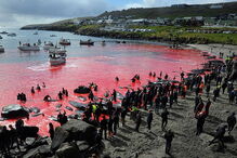 O ritual sangrento que mata centenas de baleias nas Ilhas Faroe