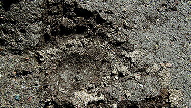 Urso-pardo é o novo habitante do Parque Natural de Montesinho em Bragança