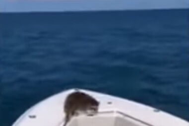 Homem expulsa guaxinim do seu barco e deixa-o a morrer no oceano