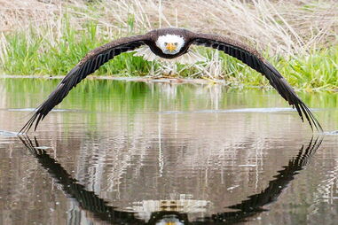 voo simétrico águia 