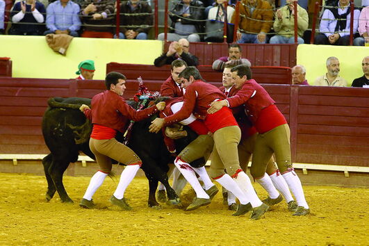 Pegas estiveram a cargo dos grupos de forcados de Lisboa e de Évora  