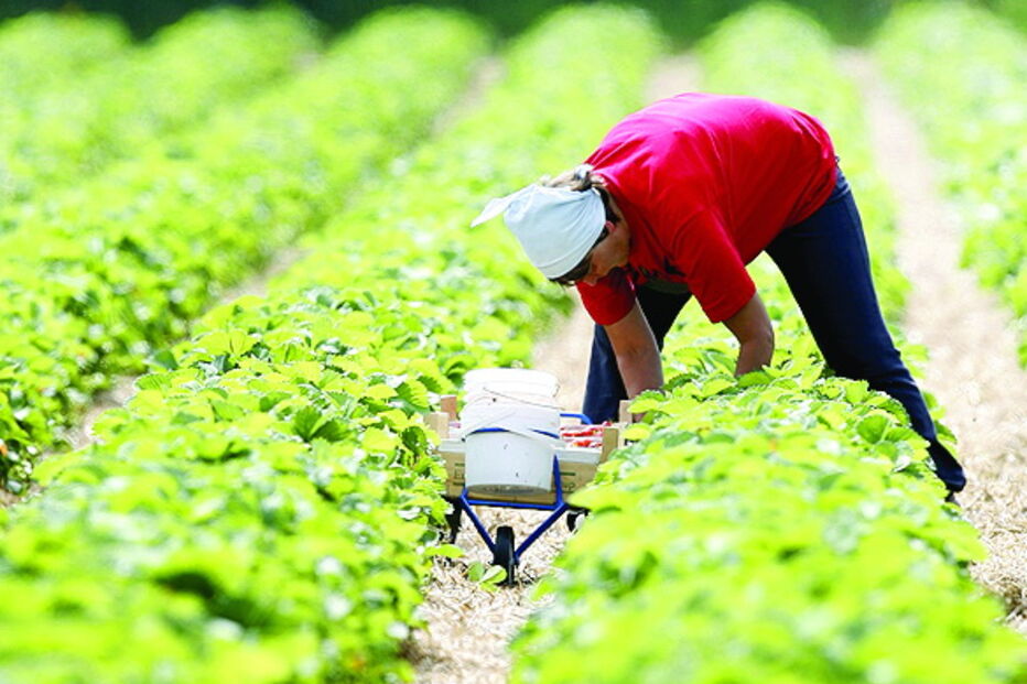 PS, PSD e CDS rejeitam corte na política agrícola e querem manutenção do orçamento
