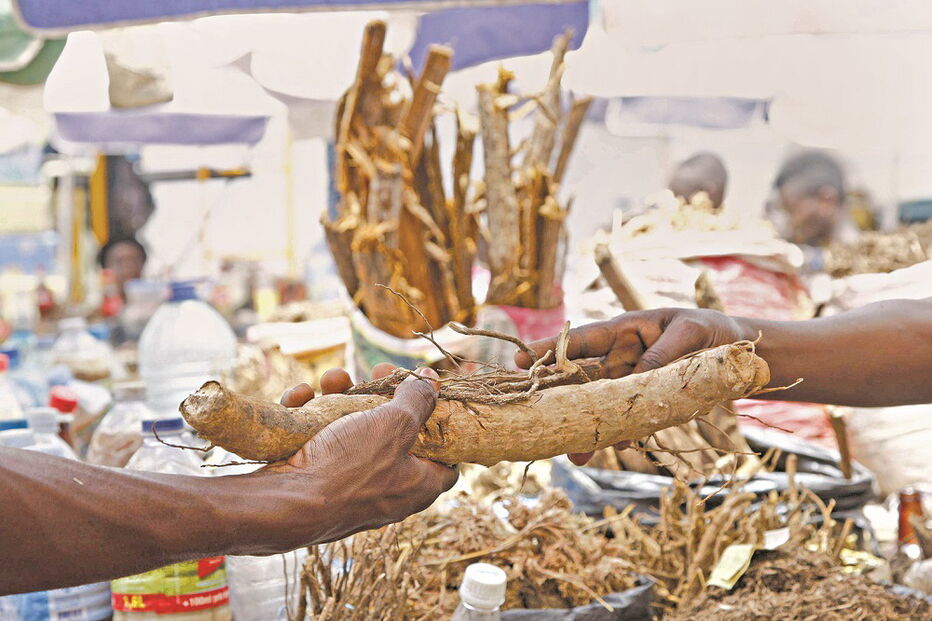 O pau de Cabinda é uma planta que tem origem em África. Da casca faz-se um chá psicoativo, que tem um efeito estimulante e afrodisíaco 