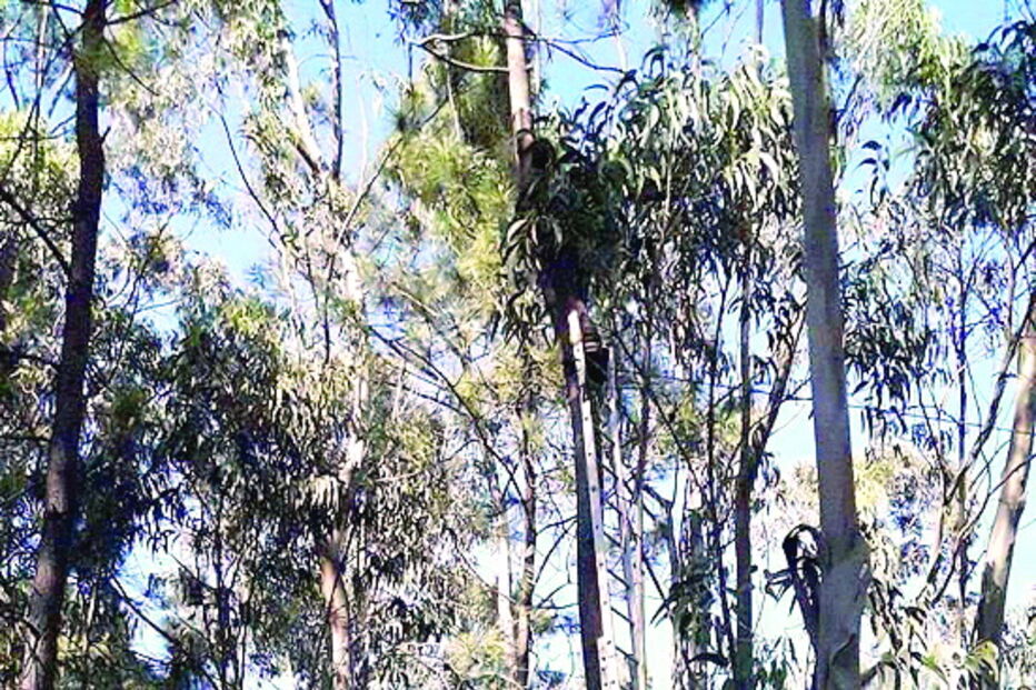 Populares agiram e salvaram animal