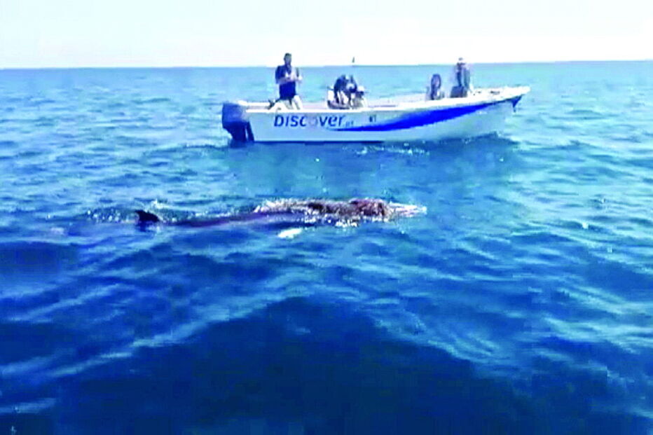 Animal tinha um cabo, que foi cortado, à volta da cabeça e da barbatana   