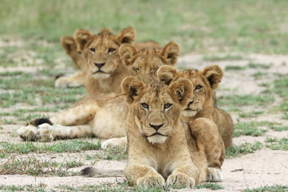 Animais numa reserva de caça adjacente ao famoso Parque Nacional Kruger, na província de Mpumalanga.