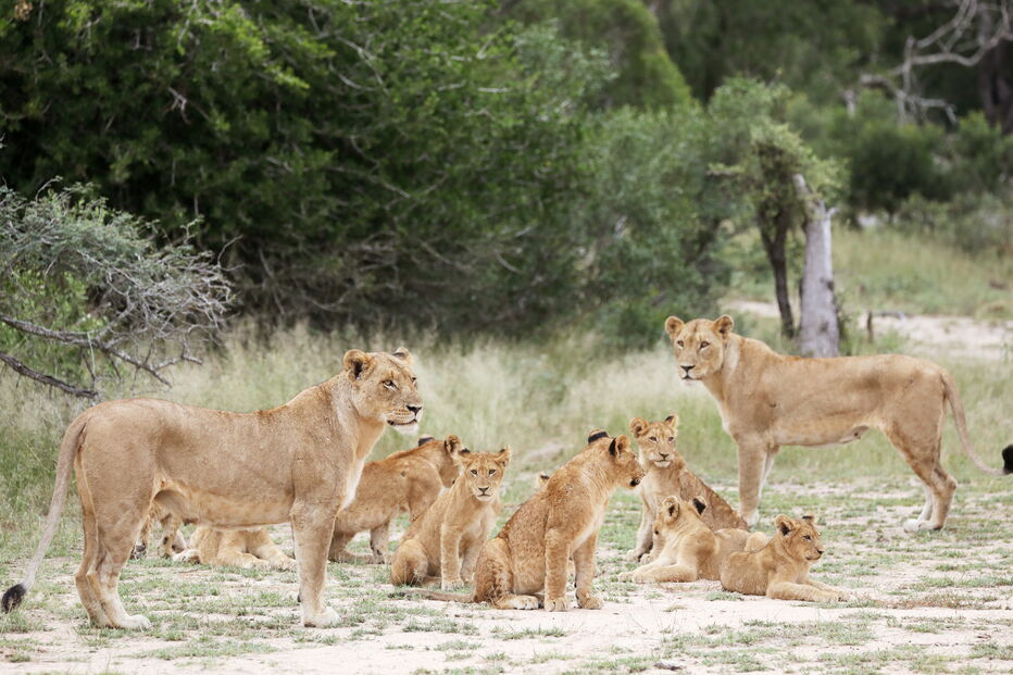 Animais numa reserva de caça adjacente ao famoso Parque Nacional Kruger, na província de Mpumalanga.