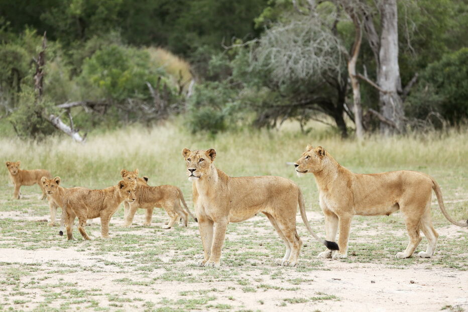 Animais numa reserva de caça adjacente ao famoso Parque Nacional Kruger, na província de Mpumalanga.