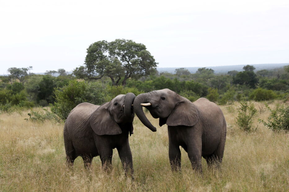 Animais numa reserva de caça adjacente ao famoso Parque Nacional Kruger, na província de Mpumalanga.