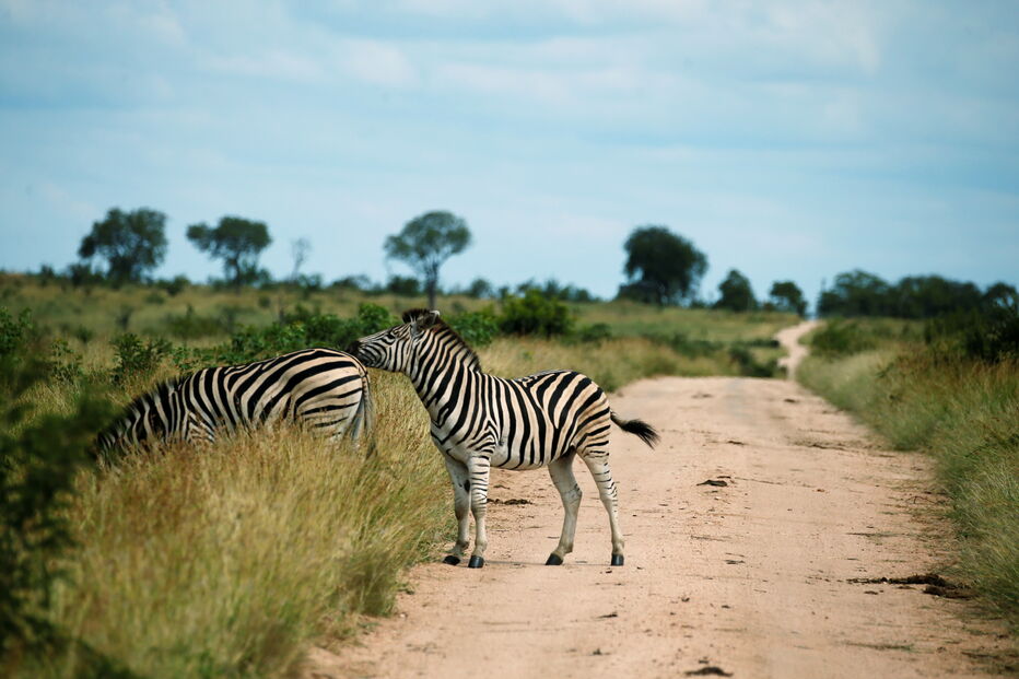 Animais numa reserva de caça adjacente ao famoso Parque Nacional Kruger, na província de Mpumalanga.