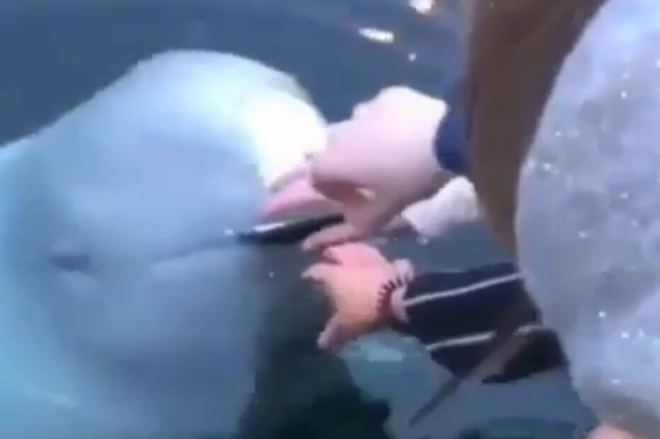 2019-05-08_14_29_07 Baleia branca devolve iPhone.jpg