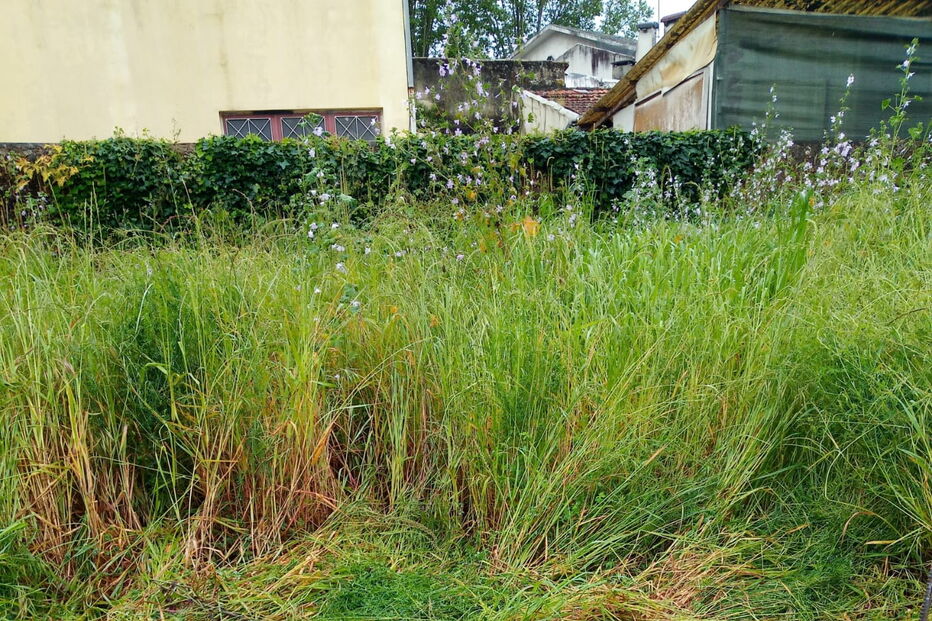 Bombeiro cai em poço após alerta de incêndio e acaba a salvar cão na Trofa