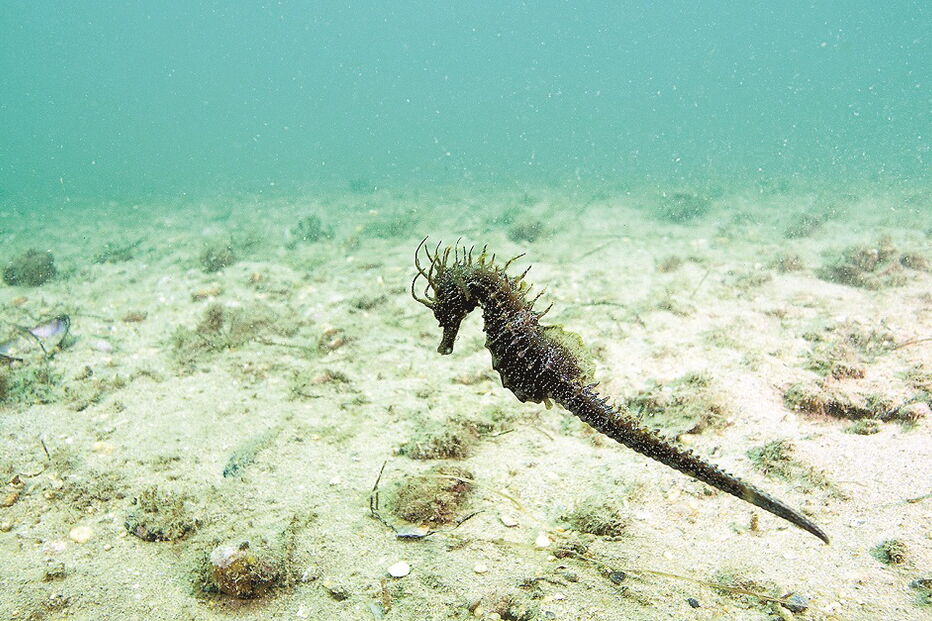 Apanha ilegal tem contribuído para a redução da população da espécie na ria