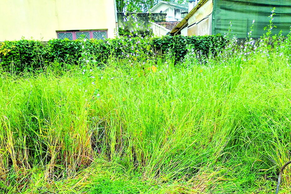 Poço estava escondido no meio da vegetação