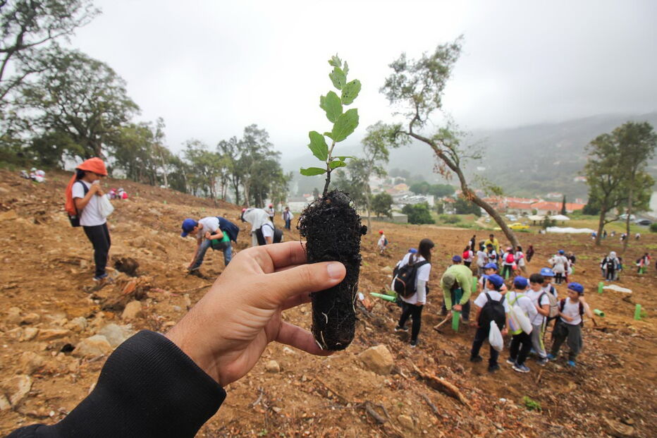 Esta sexta-feira cerca de 300 crianças de várias escolas da região plantaram árvores junto à vila de Monchique 