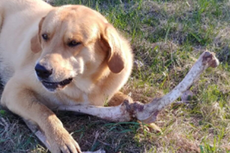 Urso suborna cão com ossos para remexer no lixo