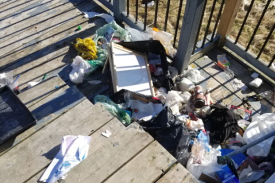 Urso suborna cão com ossos para remexer no lixo