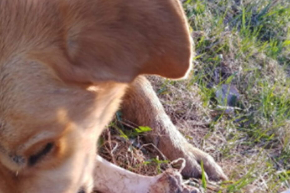 Urso suborna cão com ossos para remexer no lixo