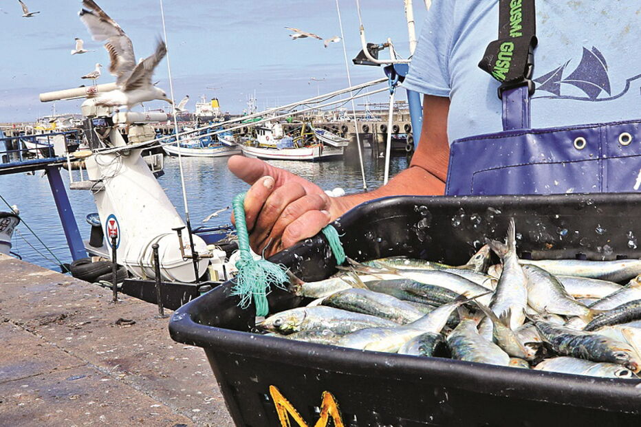 Portugal e Espanha alinharam, este ano, um limite de pesca para que o stock da espécie pudesse recuperar 