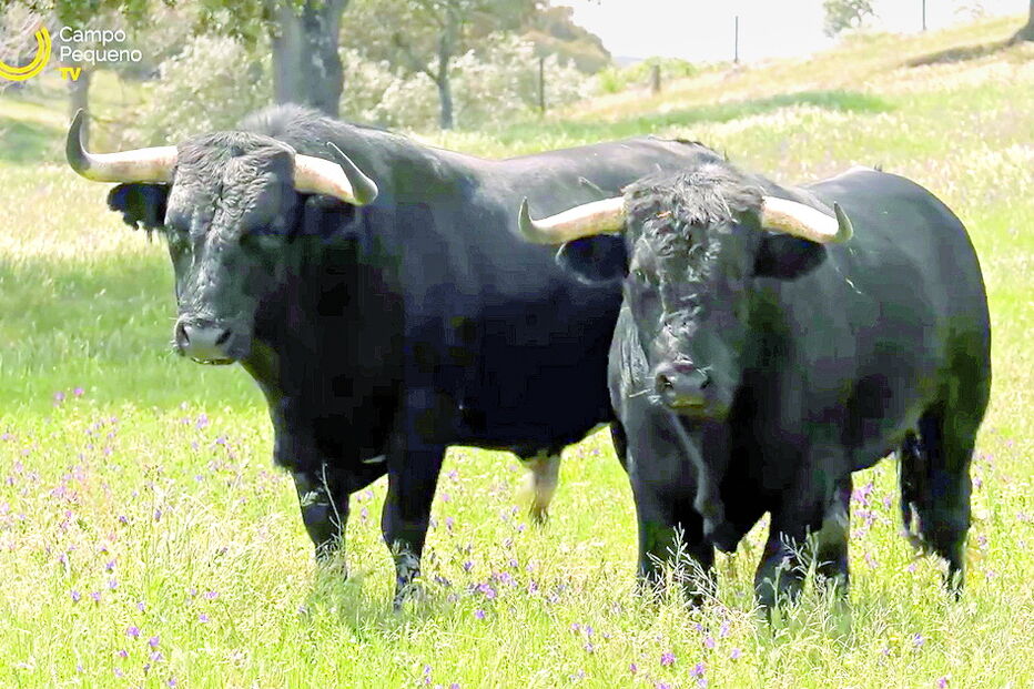 Touros de Romão Tenório vão proporcionar festa brava em Lisboa