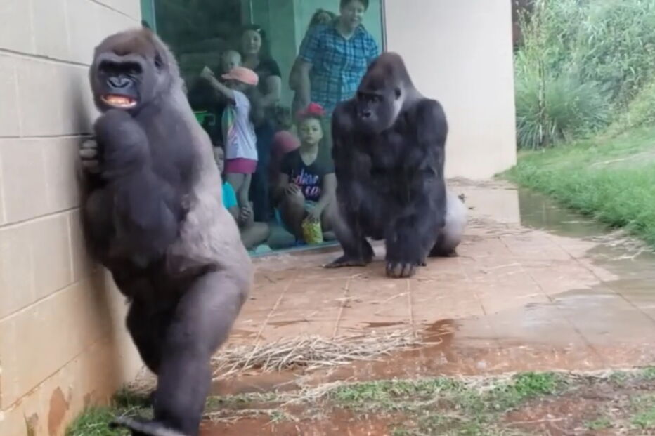 2019-05-15_12_54_22 gorila fêmea e cria.jpg