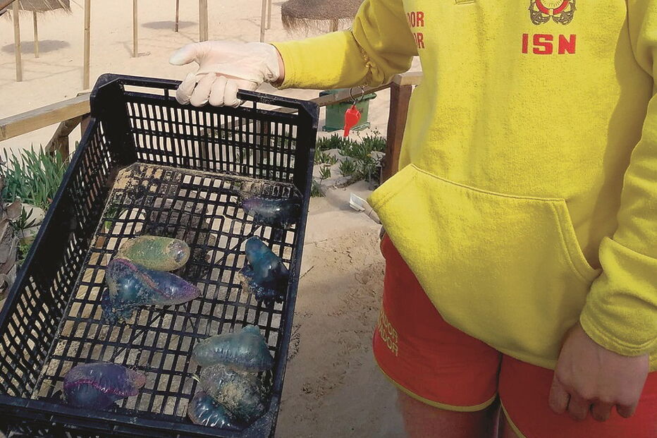 Caravelas-portuguesas recolhidas na praia da Fonte da Telha, em Almada  