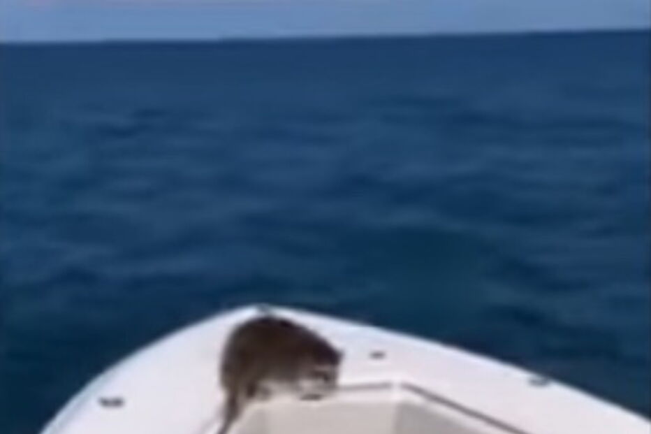 Homem expulsa guaxinim do seu barco e deixa-o a morrer no oceano