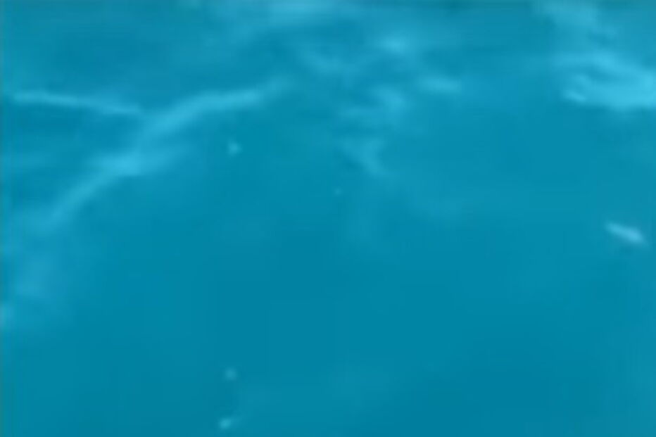 Homem expulsa guaxinim do seu barco e deixa-o a morrer no oceano