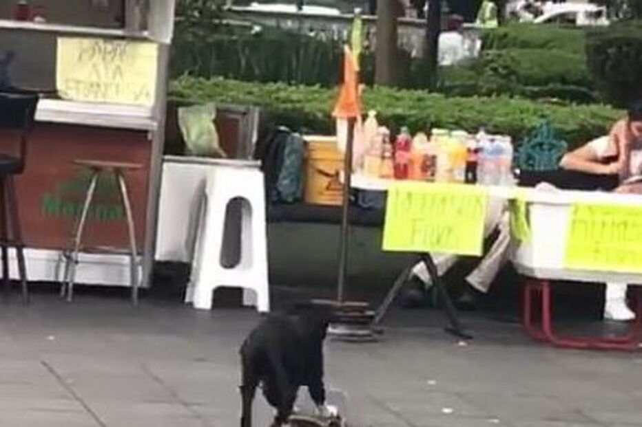 Cão desastrado anda de skate na praça central do México