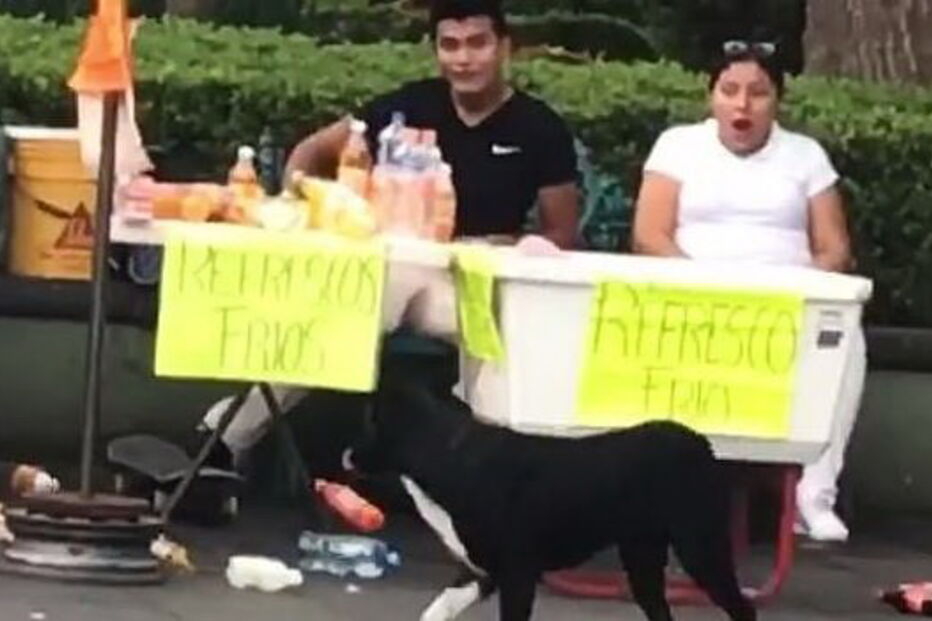 Cão desastrado anda de skate na praça central do México