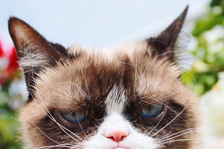 Grumpy Cat