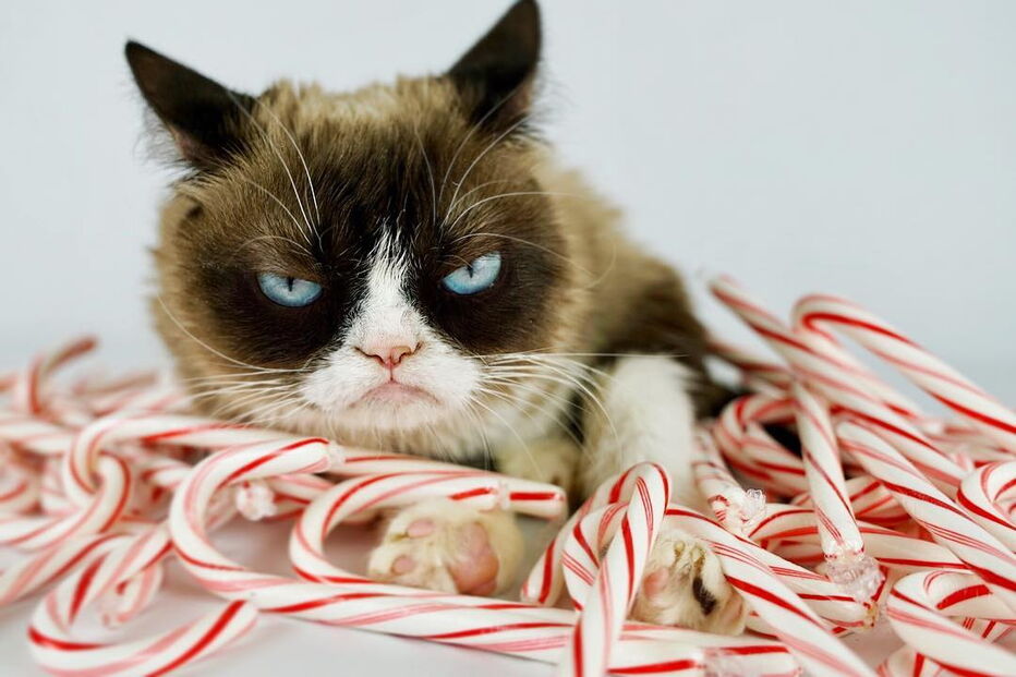 Grumpy Cat