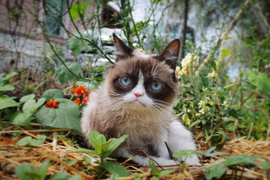 Grumpy Cat