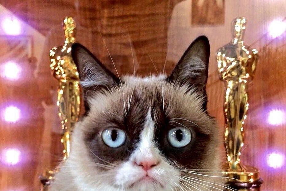 Grumpy Cat