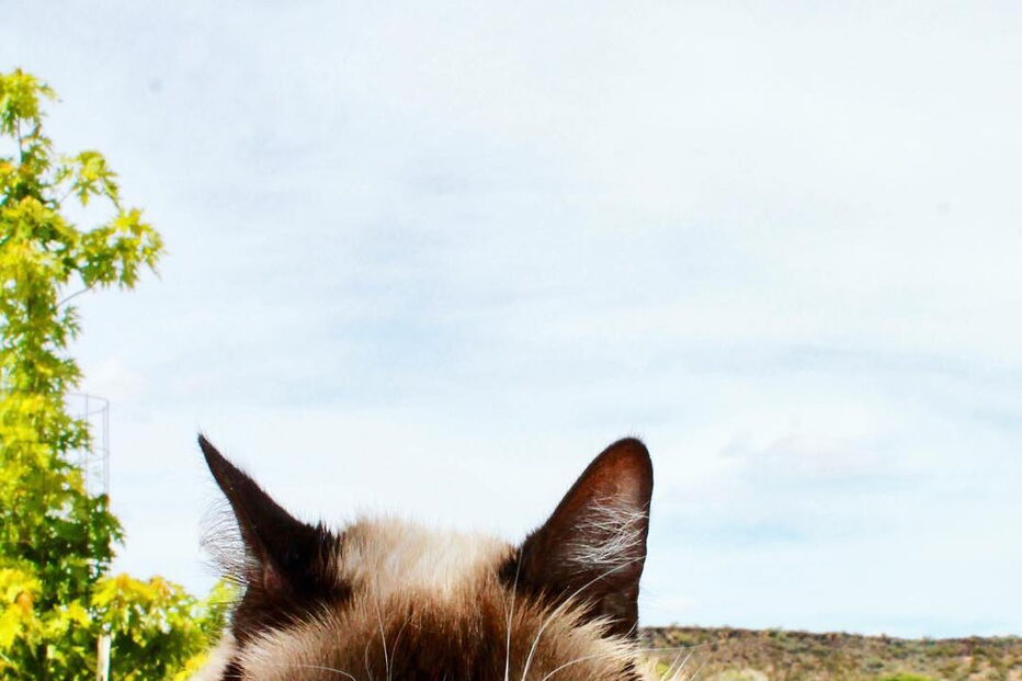 Grumpy Cat