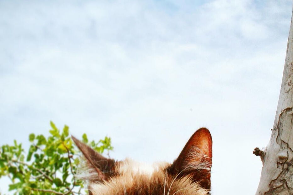 Grumpy Cat