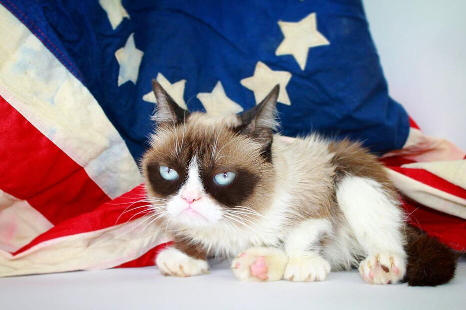 Grumpy Cat