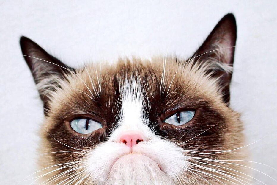 Grumpy Cat