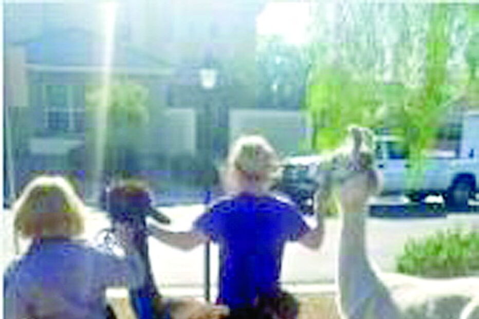 Par de lamas sai a passear em Las Vegas