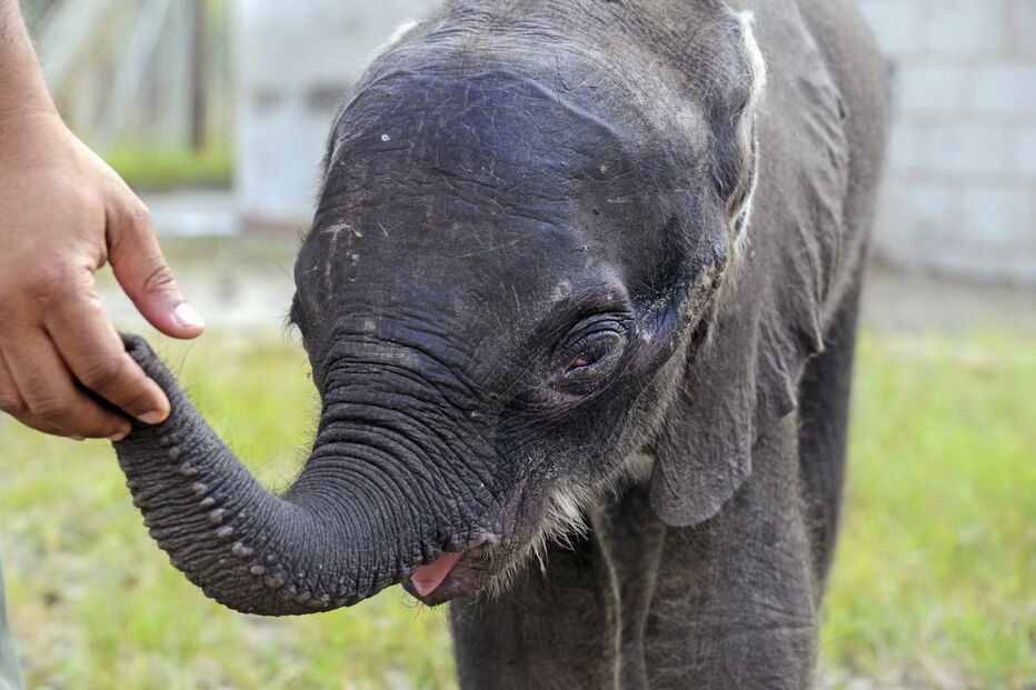 Reserva Especial de Maputo salva elefante bebé e alimenta-o a biberão