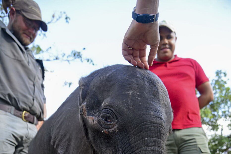 Reserva Especial de Maputo salva elefante bebé e alimenta-o a biberão
