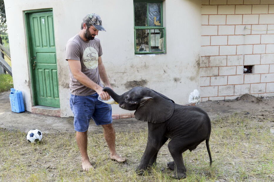 Reserva Especial de Maputo salva elefante bebé e alimenta-o a biberão