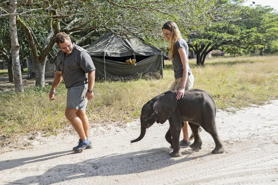 Reserva Especial de Maputo salva elefante bebé e alimenta-o a biberão