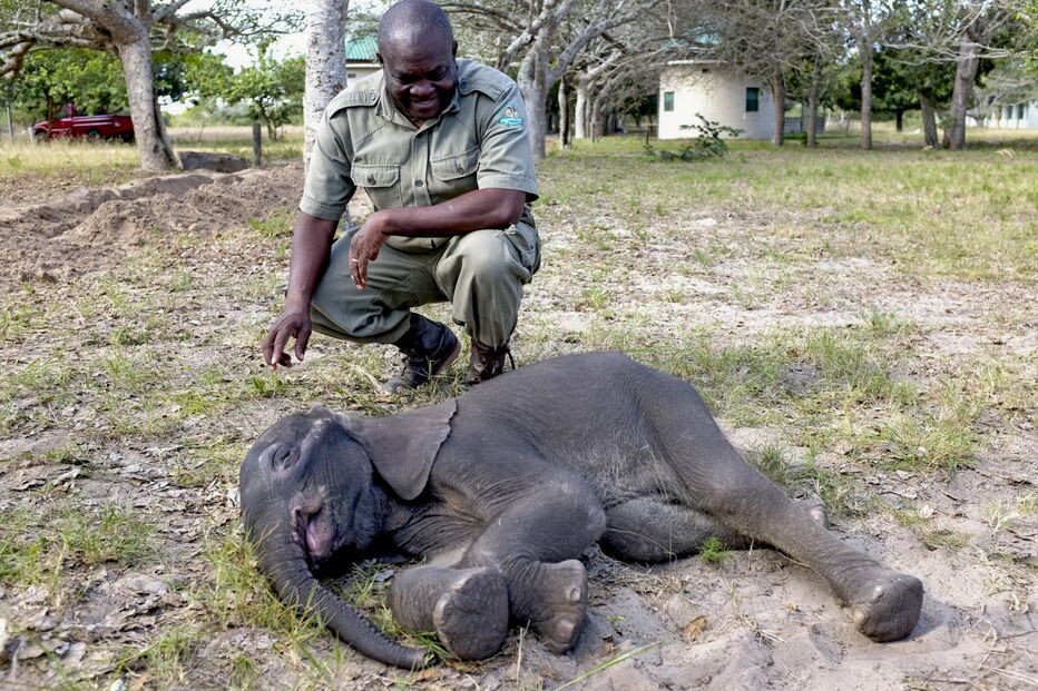 Reserva Especial de Maputo salva elefante bebé e alimenta-o a biberão