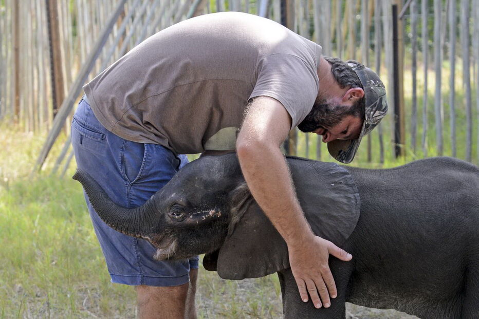 Reserva Especial de Maputo salva elefante bebé e alimenta-o a biberão