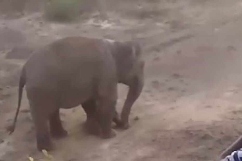 Elefante esmaga homem de 27 anos até à morte para proteger a cria 